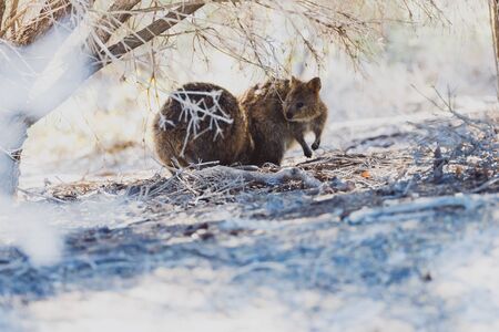 quokkas in Rottnest Island, the tiny cute animal is a marsupial native of Western Australiaの写真素材