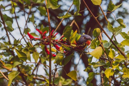 colorful Australian native Rainbow Lorikeet parrots munching on a tree with red tropical flowersの写真素材