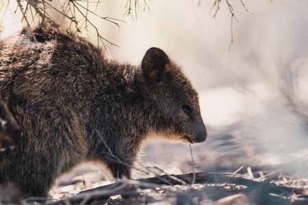 quokkas in Rottnest Island, the tiny cute animal is a marsupial native of Western Australiaの写真素材