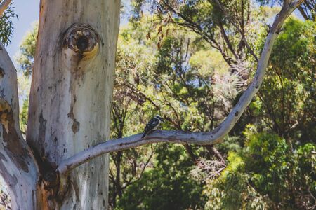 native Australian kookaburra bird up an eucalyptus gum tree, shot with telephoto lens in Western Australia on a warm summer dayの写真素材