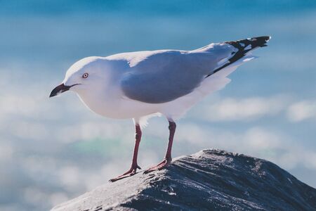 seagull on a rock at the beach next to the Indian Ocean, shot with telephoto lens in Western...