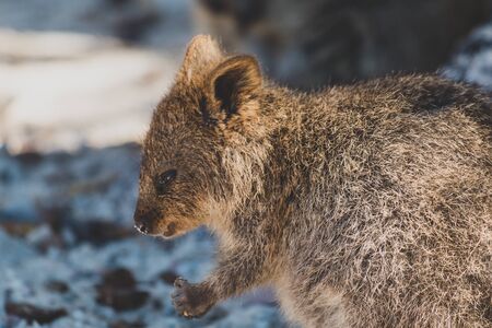 quokkas in Rottnest Island, the tiny cute animal is a marsupial native of Western Australia