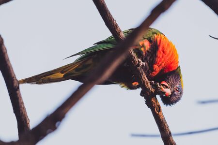 colorful Australian native Rainbow Lorikeet parrots up a tree shot with telephoto lens in Western Australiaの写真素材