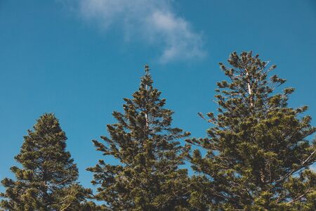 Norfolk Island pine trees shot in Western Australia in summer with blue sky and sunshineの写真素材