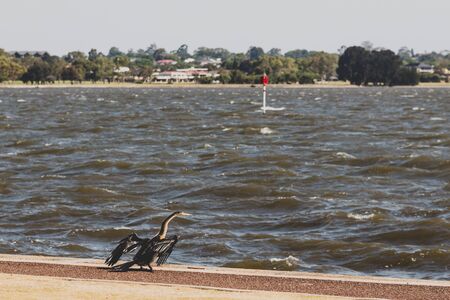 PERTH, WESTERN AUSTRALIA - January 9th, 2020: detail of the Riverside walk along the Swan River from Perth CBD on a sunny and warm summer dayのeditorial素材