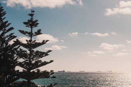 PERTH, AUSTRALIA - December 27th, 2019: Norfolk Island pine trees with sunlight shinging over the...
