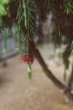 native Australian bottle brush callistemon tree with red flower shot at shallow depth of fieldの写真素材