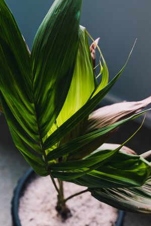 detail of palm tree in a pot indoor with window light shinging through its green lush leavesの写真素材