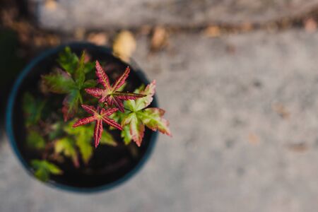 small maple plant with green and red leaves in pot outdoor in sunny backyardの写真素材