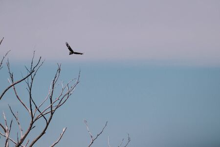 eagle flying free in the sky in Tasmania, Australiaの写真素材
