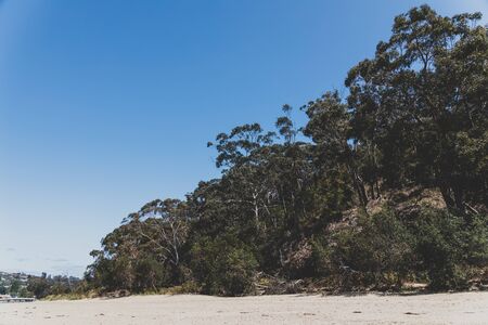 HOBART, TASMANIA - January 18th, 2020: eucalyptus gum tree bush and white sand on the seaside near...