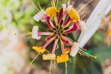 native Australian Lonicera firecracker plant outdoor in sunny backyard shot at shallow depth of...