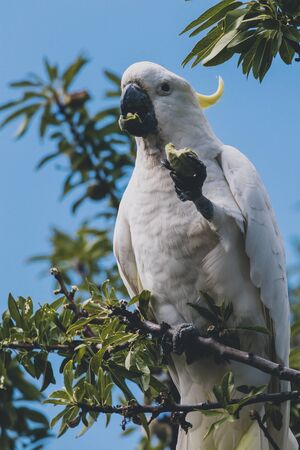 sulphur crested cockatoo on top of tree branches eating fruits shot in a backyard in Australiaの写真素材