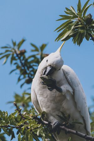 sulphur crested cockatoo on top of tree branches eating fruits shot in a backyard in Australia