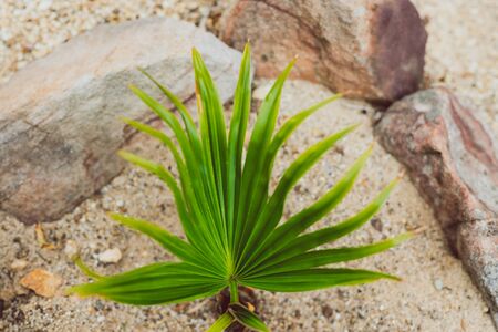 tiny palm tree leaf growind low on the ground before developing into a tree shot outdoor in residential backyard の写真素材