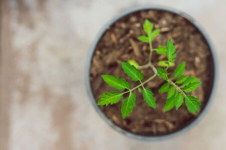 close-up of small tomato plant in pot outdoor on concrete in sunny backyardの写真素材
