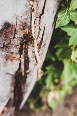 tree wax resin close-up shot with wattle tree trunk and ivy next to it shot at shallow depth of fieldの写真素材