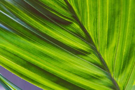 close-up of palm tree plant indoor with window light shining through shot at shallow depth of fieldの写真素材