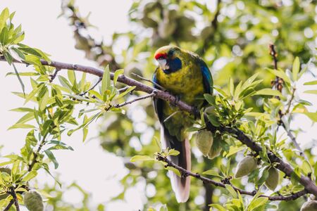green rosella eating fruits from a tree shot with telephoto lens on a sunny day in Tasmania,...