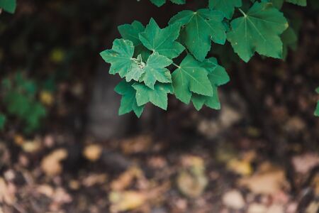 green leaves of an hibiscus syriacus althea rose of sharon flower (also called aphhrodite hibiscus)...