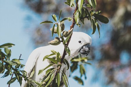 sulphur-crested cockatoo eating fruits from a tree shot with telephoto lens on a sunny day in...