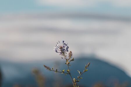 blue plumbago climber plant with mountain in the background shot at shallow depth of field under direct sunlightの写真素材