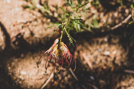 close-up of semperflorens mallee dawn grevillea plant outdoor in sunny backyardの写真素材