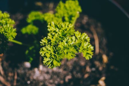 close-up of parsley plant in pot outdoor in sunny backyardの写真素材