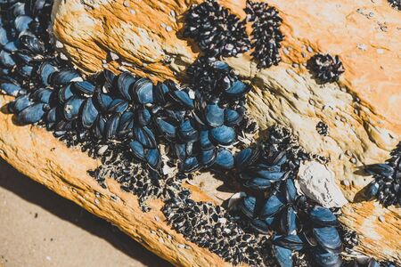black mussels growing on rock on the shore of Opossum Bay beach in Tasmaniaの写真素材
