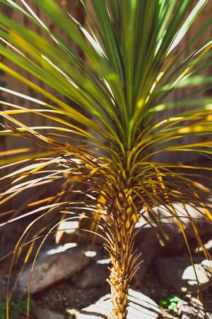 tropical looking cordyline grass tree shot at shallow depth of field under direct sunshineの写真素材