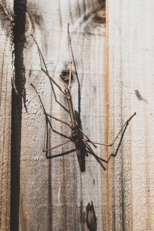 big stick insect getting mimetized on wooden fence, shot in Australia in sunny backyard