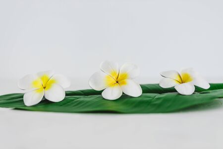 natural beauty and spa concept, monoi flowers on tropical green leaf on calming white backgroundの写真素材