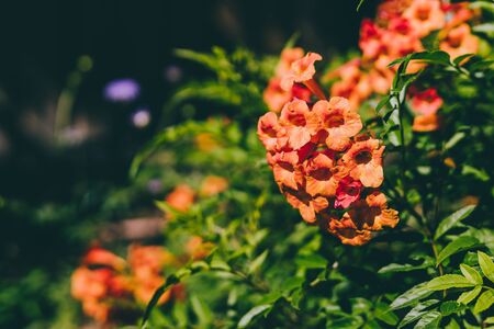 tacoma plant with plenty of orange flowers outdoor in sunny backyard shot at shallow depth of fieldの写真素材