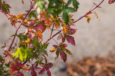 close-up ofjapanese maple leaves with autumn colors with red tones outdoor in sunny backyard shot at shallow depth of fieldの写真素材