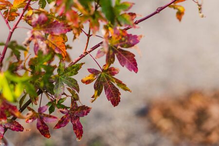 close-up ofjapanese maple leaves with autumn colors with red tones outdoor in sunny backyard shot at...