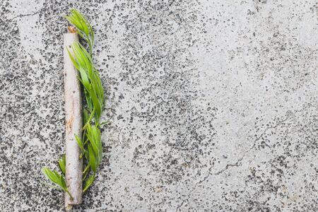 environmental awareness and need of respect for nature metaphor, small piece of branch with green...