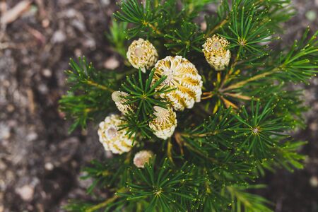 native Australian banksia Birthday Candy plant with yellow flowers outdoor in sunny backyard shot at shallow depth of fieldの写真素材