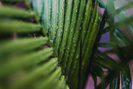 close-up of palm tree leaves with raindrops outdoor in backyard under tropical rain shot at shallow depth of fieldの写真素材