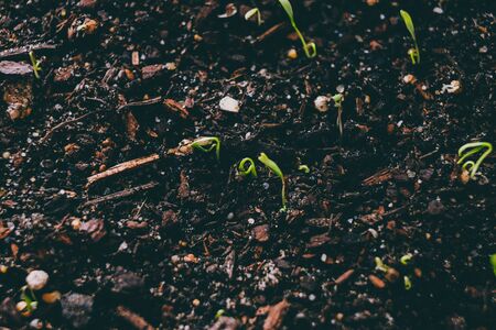 close-up of herbs seedlings indoor in trays shot at shallow depth of fieldの写真素材