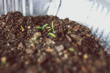 close-up of herbs seedlings indoor in trays shot at shallow depth of fieldの写真素材