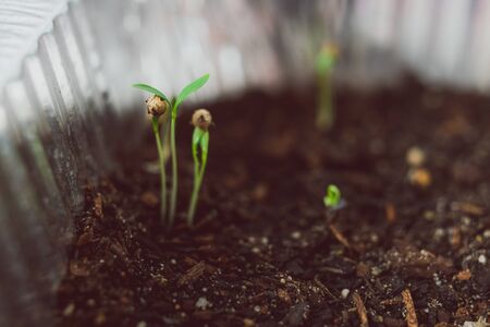 close-up of herbs seedlings indoor in trays shot at shallow depth of fieldの写真素材
