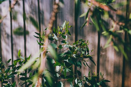 small eucalyptus plant outdoor in sunny backyard next to fence shot at shallow depth of field
