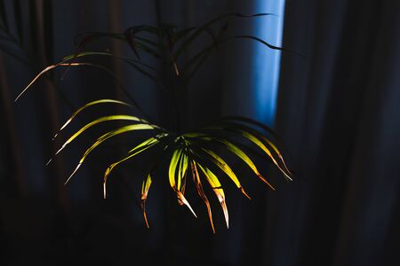 palm tree leaf shining under sunlight peaking through semi-closed curtains indoor by the wondow shot at shallow depth of fieldの写真素材