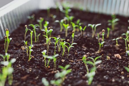 close-up of herbs seedlings indoor in trays, tiny coriander leaves popping out of the soilの写真素材