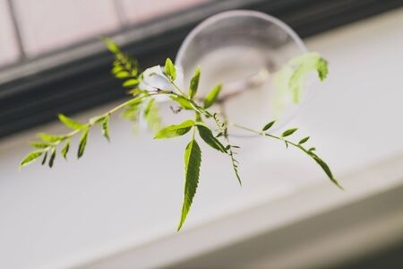 indoor gardening concept, tiny branches in pot with water for plant propagation shot indoor next to...