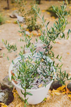 olive tree in pot outdoor in sunny backyard surounded by fallen autumn leaves with golden tones shot at shallow depth of fieldの写真素材