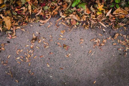 edge of fallen autumn leaves of multiple shapes and color on concrete background with copy space and focus on the pavement at shallow depth of fieldの写真素材