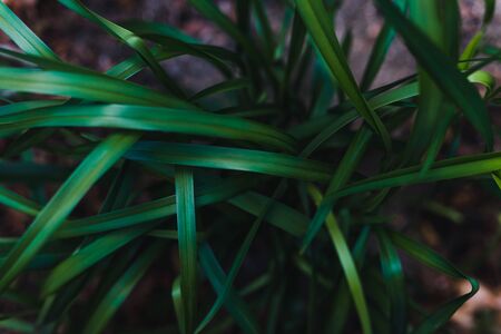 close-up of grass plant leaves outdoor in sunny backyard shot at shallow depth of fieldの写真素材