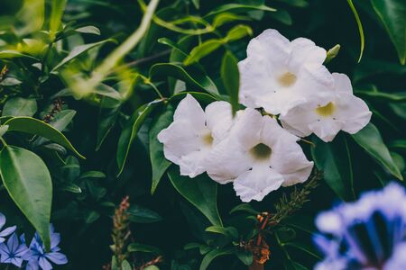 white mandevilla vine plant outdoor in sunny backyard shot at shallow depth of fieldの写真素材