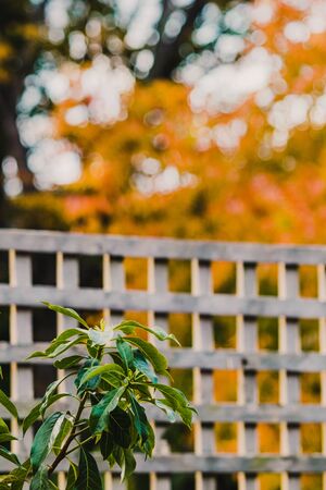 Australian frangipani tree in front of fence and trees with vibrant orange and yellow autumn leaves...